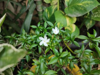 Mondokaki flowering plant with the scientific name Tabernaemontana divaricata