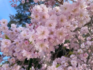 pink cherry blossom in Miyajima