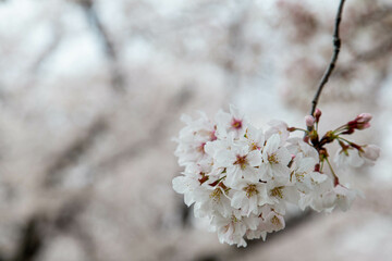 桜の花