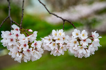 Naklejka premium 桜の花