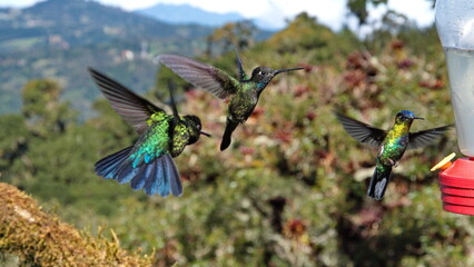 Hummingbirds in flight at Paraiso Quetzal Lodge in the mountains outside of San Jose, Costa Rica