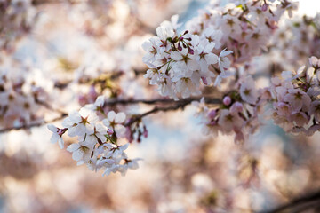 개나리와 벚꽃이 만개한 봄날 모습