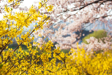 개나리와 벚꽃이 만개한 봄날 모습