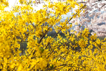 Fototapeta premium 개나리와 벚꽃이 만개한 봄날 모습