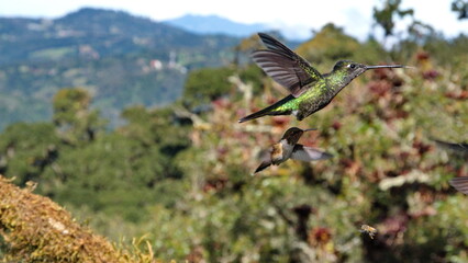 Talamanca hummingbird (Eugenes spectabilis) in flight at Paraiso Quetzal Lodge in the mountains outside of San Jose, Costa Rica