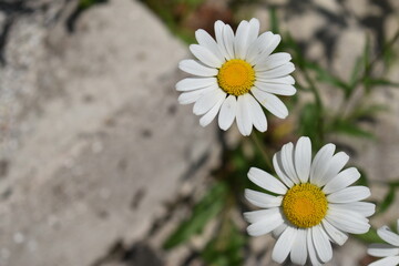 daisies in a garden