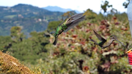 Female talamanca hummingbird (Eugenes spectabilis) in flight at Paraiso Quetzal Lodge in the mountains outside of San Jose, Costa Rica