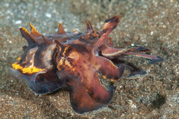 seppia fiammeggiante di Pfeffer, Metasepia pfefferi, su sabbia vulcanica