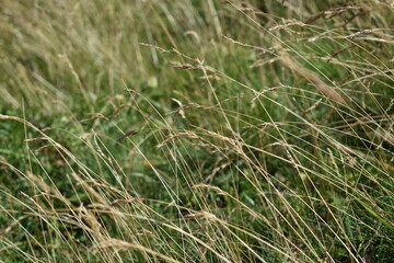 grass in the wind