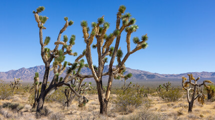 Joshua trees in Mojave Desert