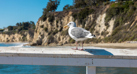 Seagull on the pier looking into the ocean