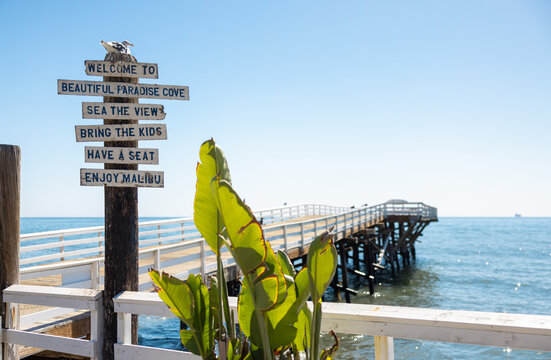 Seagull on the pier at the beach 