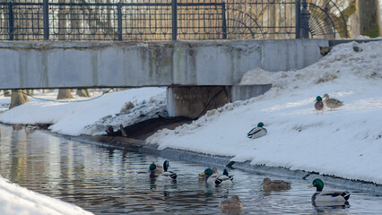 Waterfowl ducks on a winter river in park. Wintering of wild ducks in the city, fauna ecosystem. Many birds in the river.