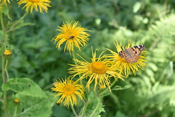 flower, yellow, nature, plant, spring, flowers, blossom, summer, garden, field, bloom, flora, meadow, bright, color, season, bee, closeup, macro, beauty, beautiful, tree, canola, grass, petal, nature,