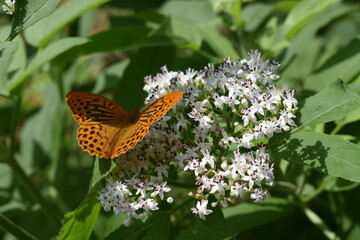 butterfly on flower
