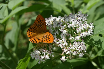 butterfly on flower