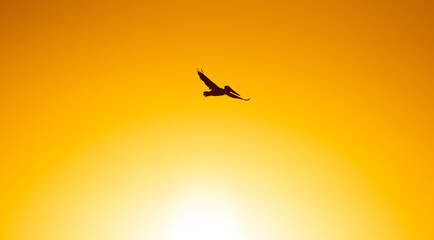 Pelican in the sky flying into the sunset over the ocean