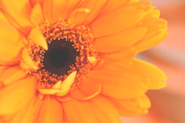 gerbera