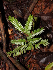 Sapling of endangered species of camibar tree (Copaifera camibar) from the Osa Peninsula of Costa Rica
