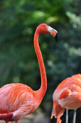 Orange flamingo closeup portrait
