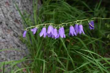 purple crocus flowers