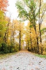 Obraz premium Tall Trees turn from green to yellow orange in Fall Autumn Leaves on Pathway hike in Eastern Ontario/Quebec, Canada