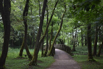 path in the forest