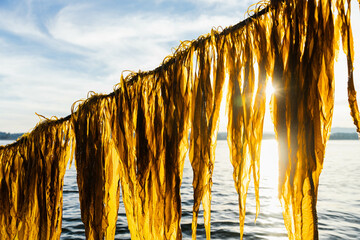 Seaweed Fresh from the Ocean in the Sunlight © Tatum
