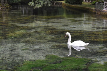 swan on the lake