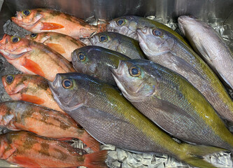 メバルの刺身　海鮮市場
Rockfish sashimi seafood market
