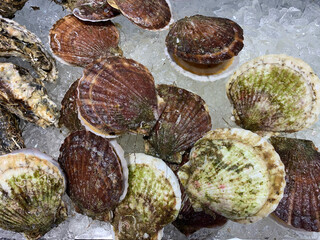 北海道の新鮮なサザエは浜焼きやバーベキューに人気素材
Fresh turban shells from Hokkaido are popular ingredients for beach grilling and barbecue