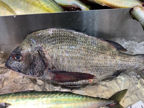 イシダイ Images Browse 113 Stock Photos Vectors And Video Adobe Stock イシダイ Images Browse 113 Stock Photos Vectors And Video Adobe Stock