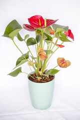 Planta Antúrio vermelho a cor é associada com paixões intensas e desejo de ação. Ela estimula a atividade e energia em sua casa.
