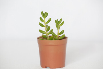 Obraz premium Planta suculentas mini no potinho marrom lindas.