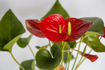 Planta Antúrio vermelho a cor é associada com paixões intensas e desejo de ação. Ela estimula a atividade e energia em sua casa.
