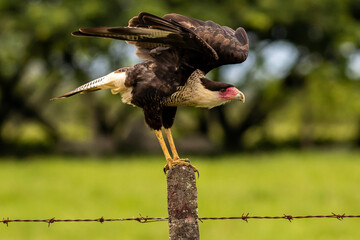 Cara Cara taking off