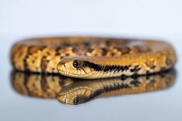 False Water Cobra