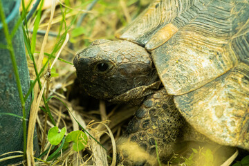 tortoise turtle slowly moving through the scene on green grass walking slow looking at camera old ancient endangered tropical wildlife animal 