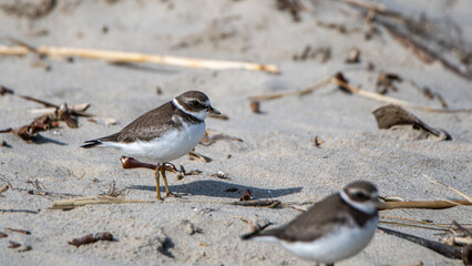 Semipalmated Plovers on a Beach