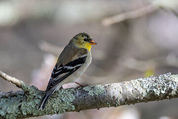 Male Non-breeding American Goldfinch Perching in a Blossoming Cherry Tree