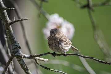Female House Finch with Cherry Blossoms in Background