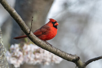 Old Northern Cardinal Perching in a Blossoming Cherry Tree