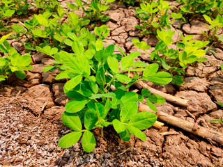 Young peanut plant at a local farm. Blossoming groundnut plant. Organic farming and gardening.