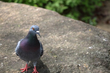 鳩のクローズアップ