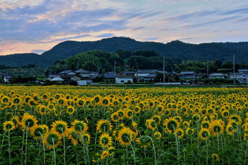 夜明け前の向日葵たち