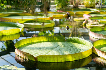 Greenhouse with tropical Victoria amazonica. Pond in glasshouse with giant water lily and aquatic plants.