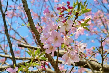 春を彩る桜の花　水辺の風景
