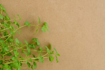 Green leaves on a beige cardboard background, top view, copy space. Melissa plant on a brown paper or cardboard backdrop