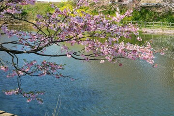 Obraz na płótnie Canvas 水面のさざ波と風情ある桜の花　旧思川地区　春の日