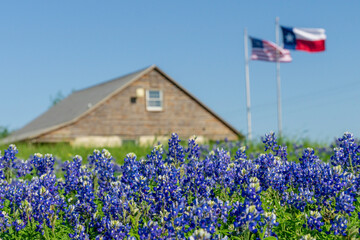 Texas Bluebonnet Wildflowers in the Spring